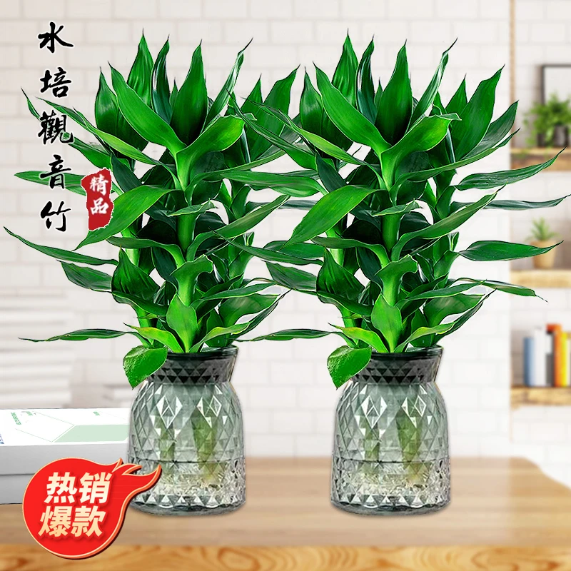 【买一送一】观音竹水培富贵竹植物盆栽室内绿植简单好养轻奢树脂盆