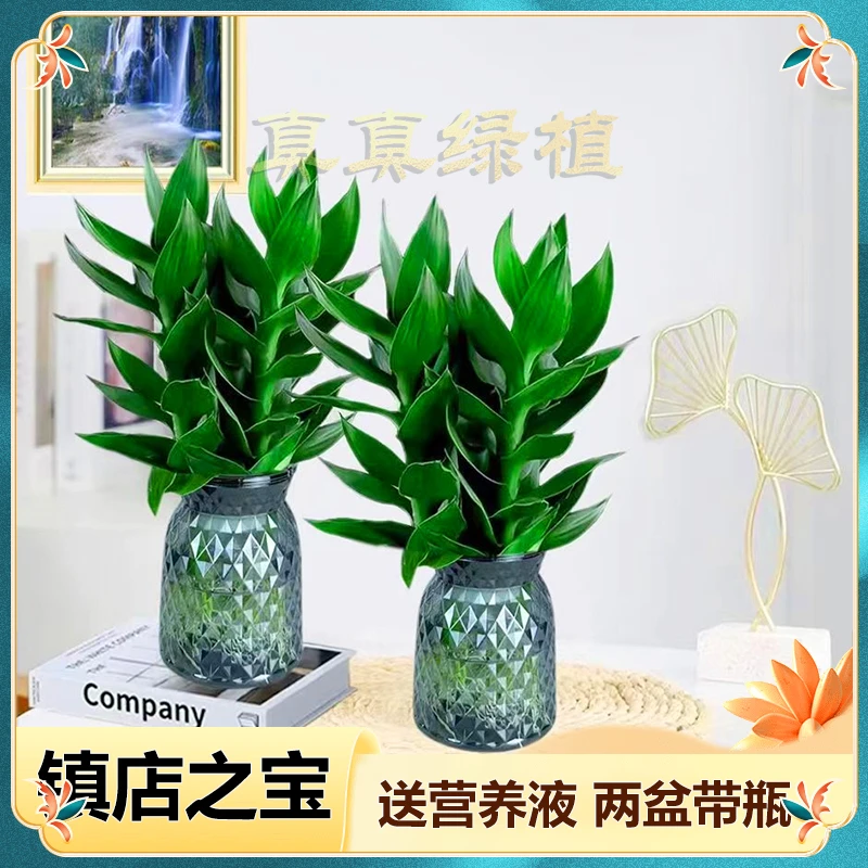 【两盆带瓶】观音竹水培富贵竹植物盆栽室内绿植简单好养轻奢树脂盆