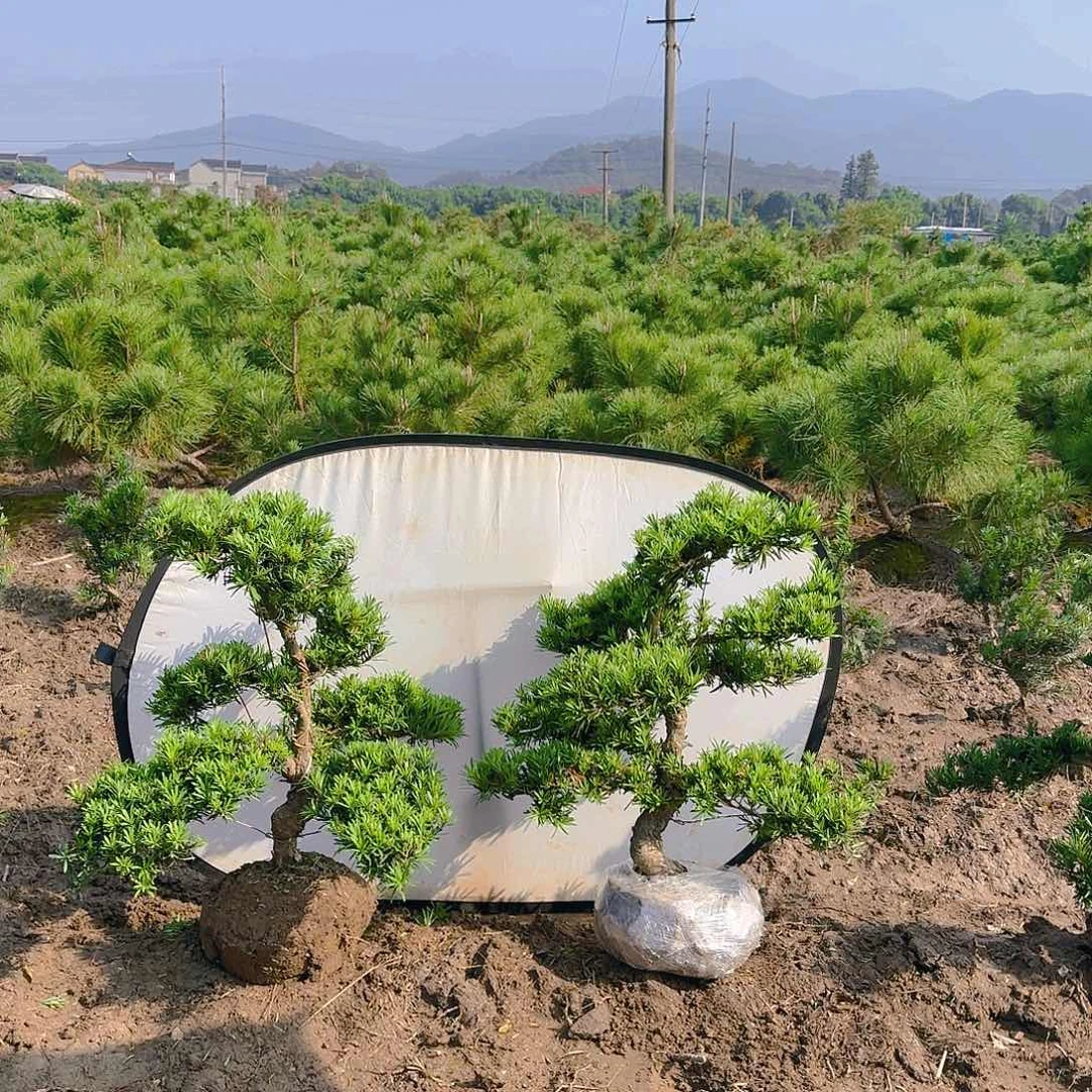 罗汉松无***筝罗汉松盆景