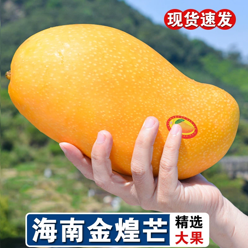 海南金煌芒果皮薄肉厚香甜多汁新鲜水果产地直发超大水果