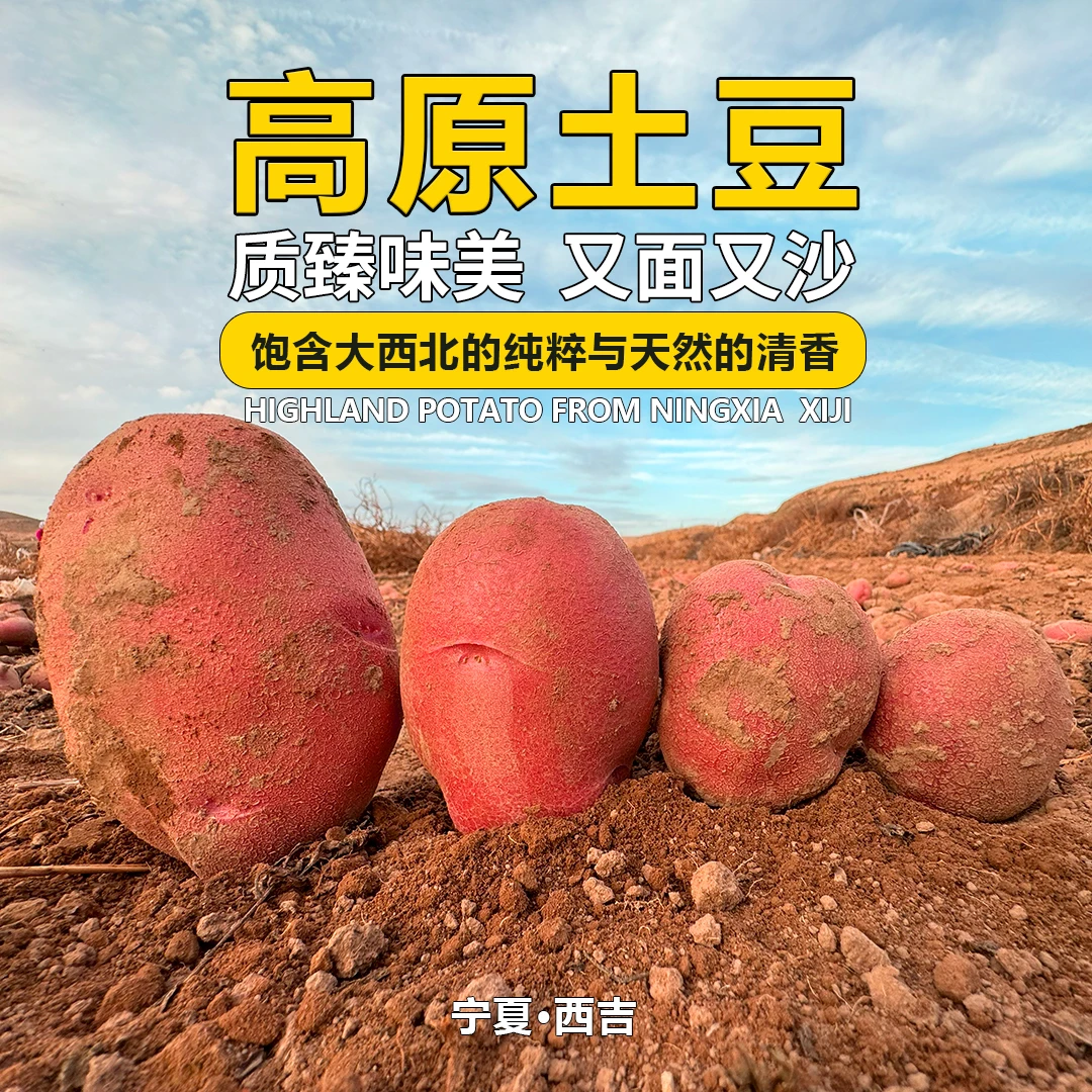 宁夏西吉-高原红皮土豆