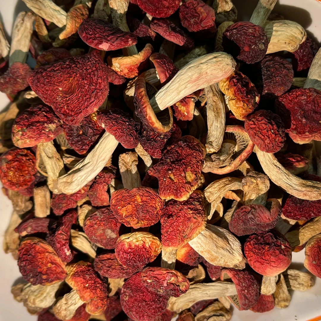 【素贞推荐】云南小红菇丁