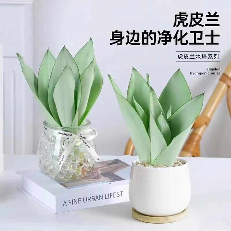 白玉虎皮兰新房除甲醛防辐射室内花卉卧室绿植净化空气盆栽虎尾兰