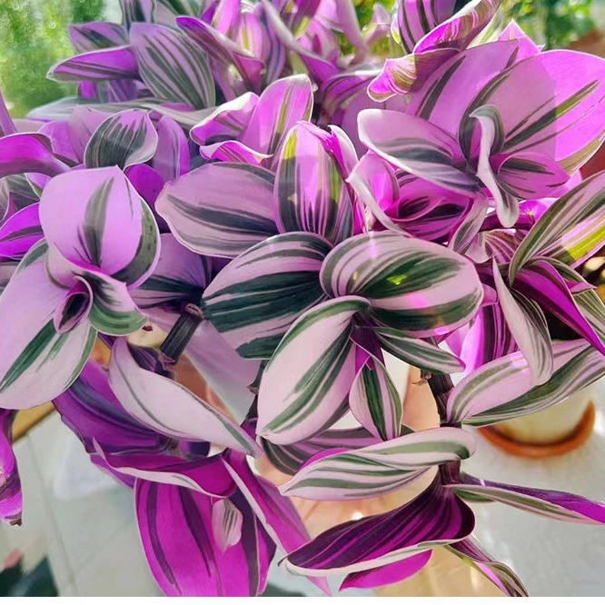 油画婚礼吊兰垂吊植物花卉植物室内花盆栽多肉水培绿植阳台紫露兰