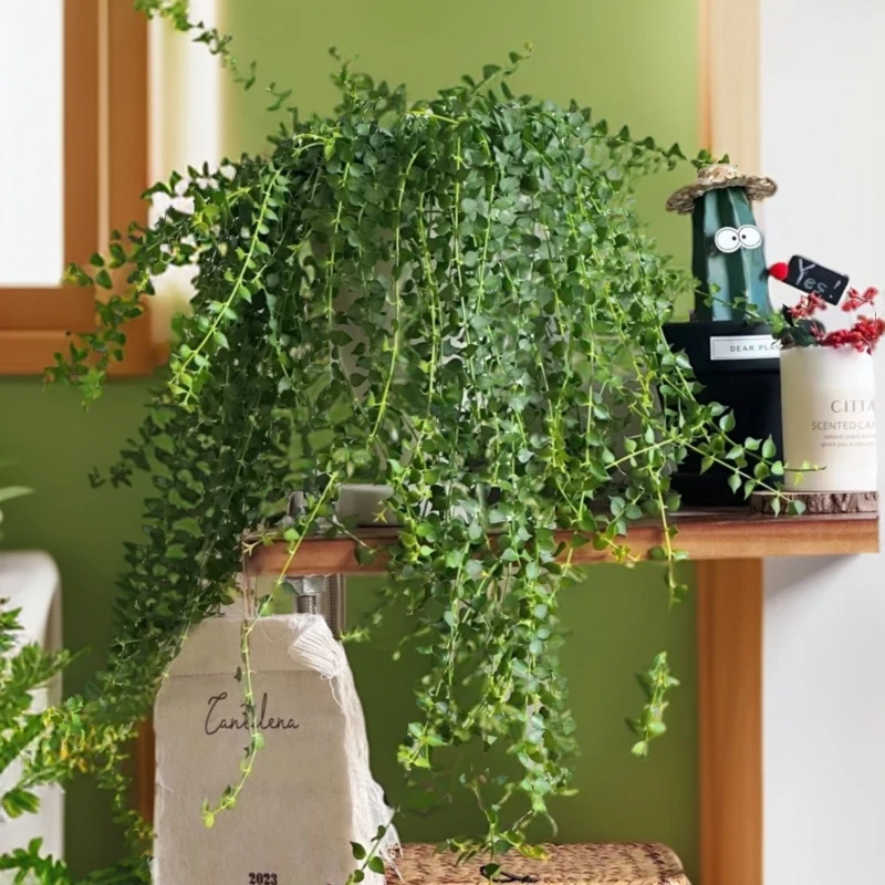 四季常青好养植物带盆载好百万心吊兰植物花盆栽客厅盆景室内花卉