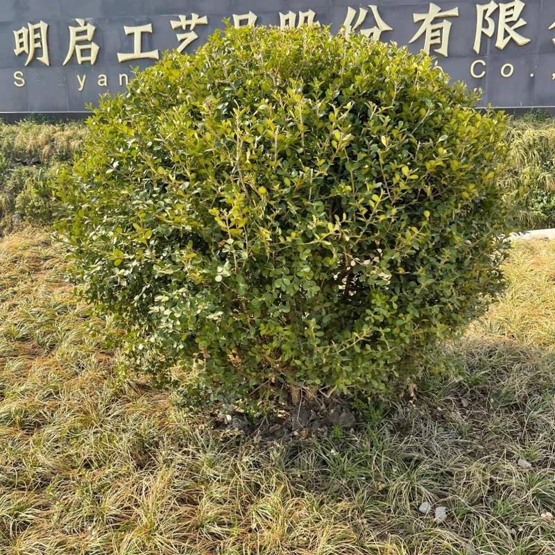黄杨球树苗 庭院别墅小区绿化工程绿篱花坛 小区道路耐寒四季长青