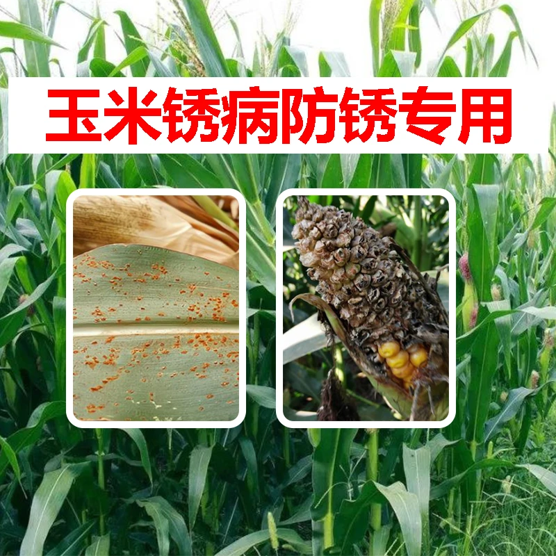 玉米锈病叶斑病  南方锈病专用叶面肥