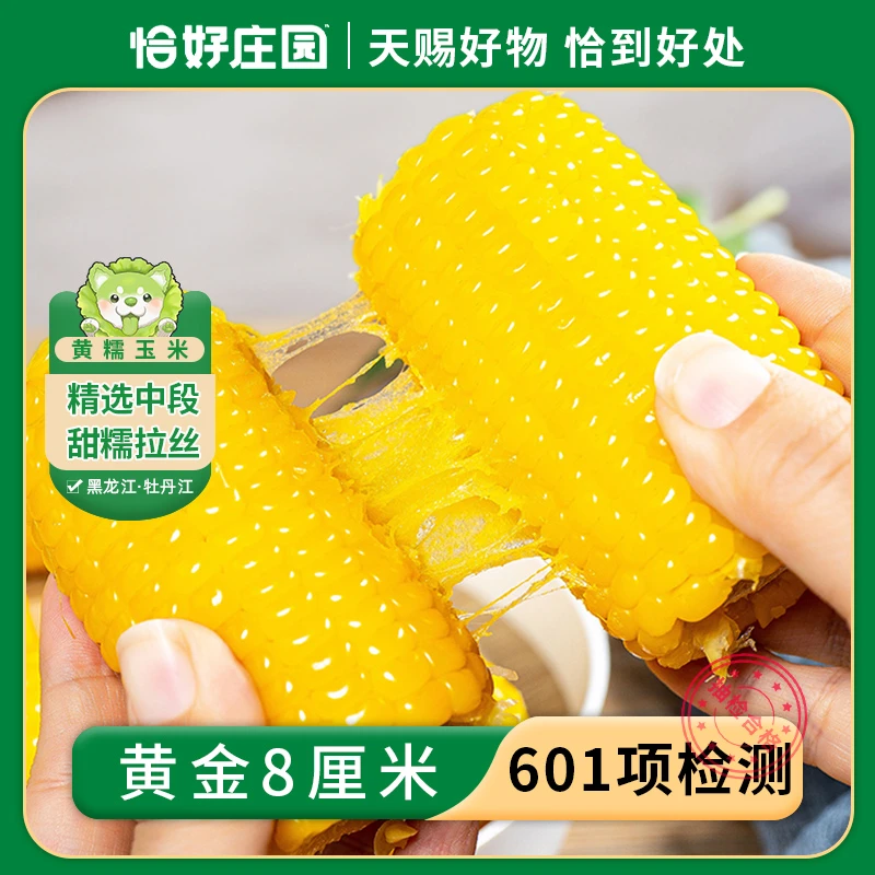 【恰好庄园】黄金8厘米 精选黄糯玉米中段糯香甜可拉丝早餐真空包装