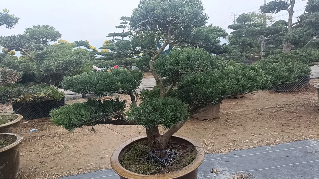 罗汉松盆景庭院景观树四季常青