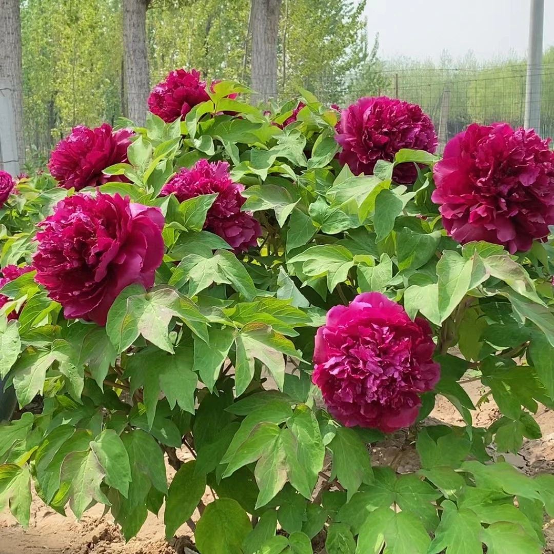5年观赏牡丹100米2颗
