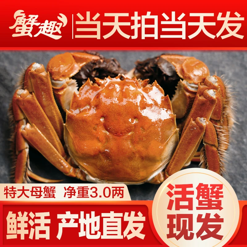 【活蟹】蟹趣大闸蟹 3.0两全母蟹8只 去绳净重 当天拍当天发G