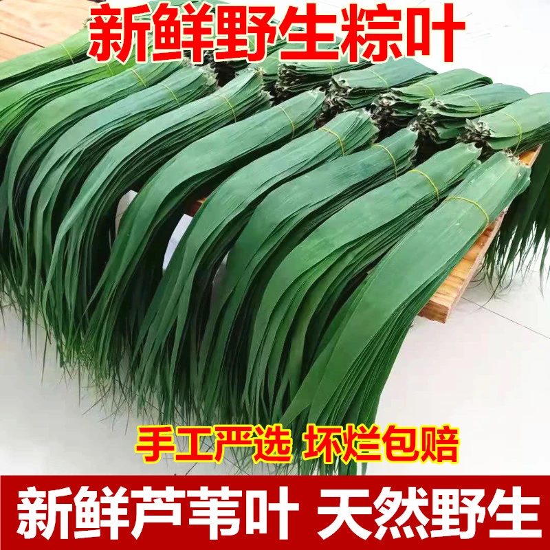 苏北农家现摘粽叶免邮新鲜挑选芦苇叶包粽子的叶子