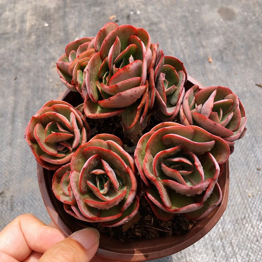 群生秀妍 红色 韩系 多肉植物种植室外裸根发货