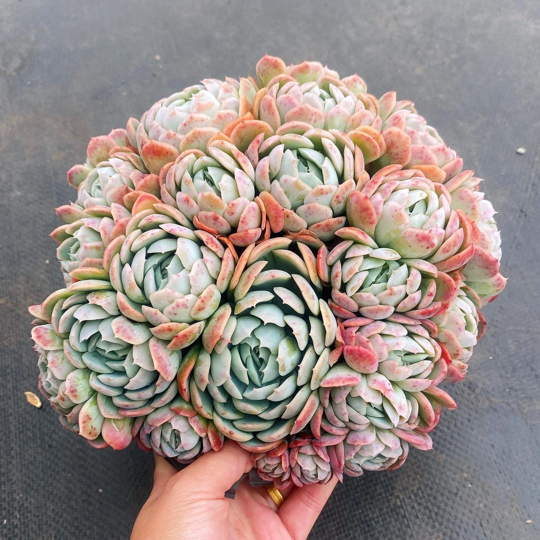 香水贝瑞  整桩群生 奶油香味多肉  易爆崽耐冻阳台庭院花园植物