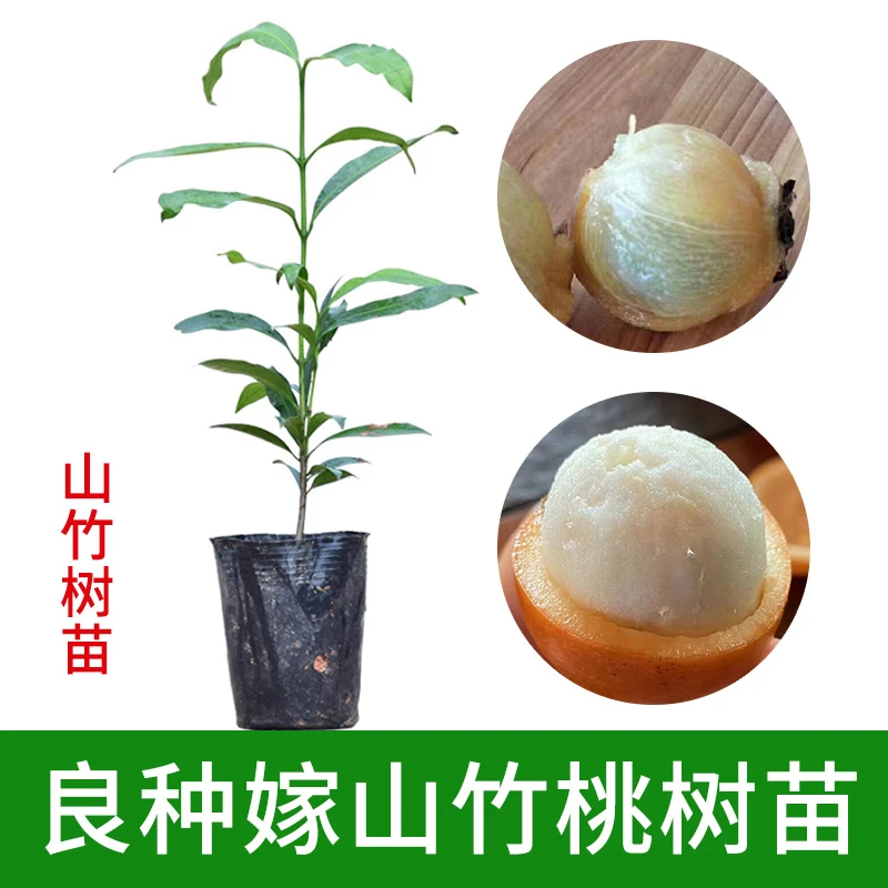 岭南山竹树苗阿恰恰黄金山竹果树苗盆栽地栽庭院门前屋后种植