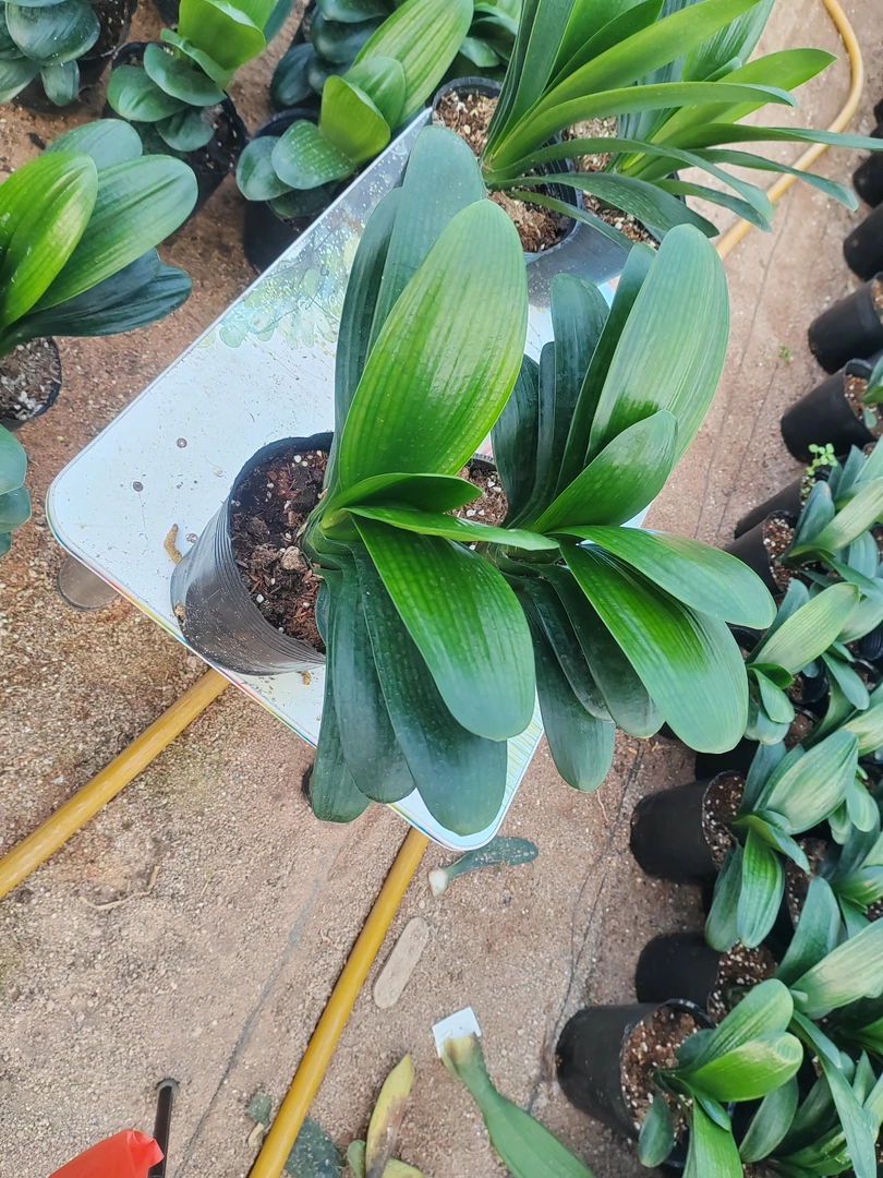 四季常青绿植盆栽年底开花上剑款花开橘红色两棵包邮到家