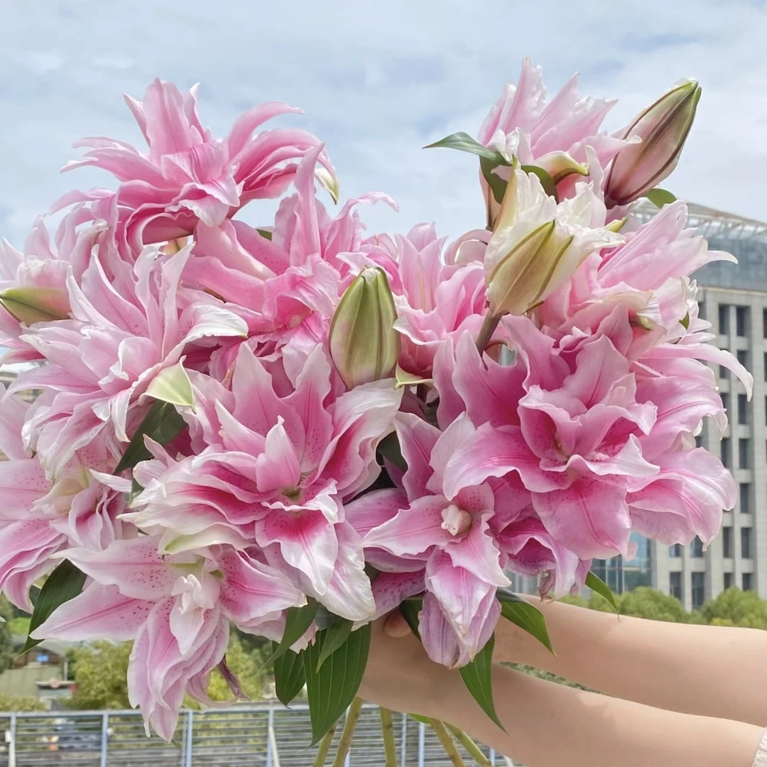【探花甄选】伊莎贝拉重瓣多头百合花 任意两单起发 顺丰冷链 新鲜