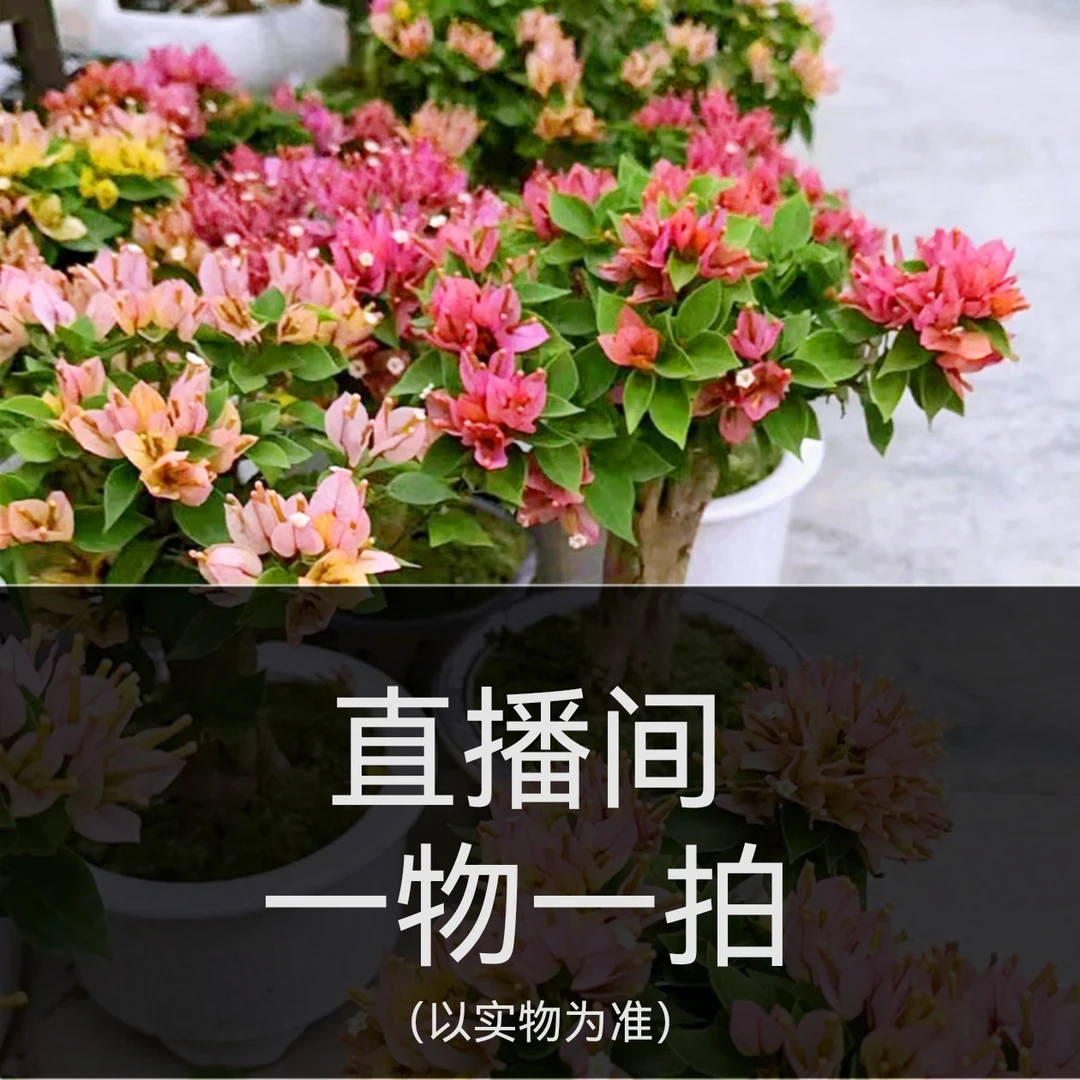 三角梅直播间一物一拍