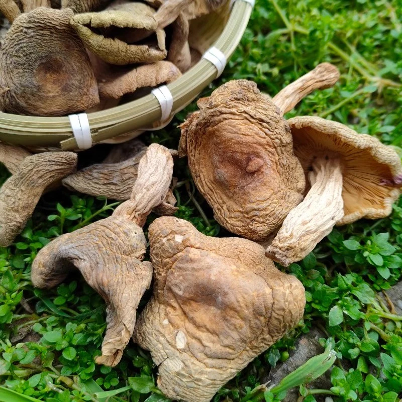 湖南土特产食用菌野生蘑菇干货青头菌杂菇红菇香菇煲汤干菌子250g