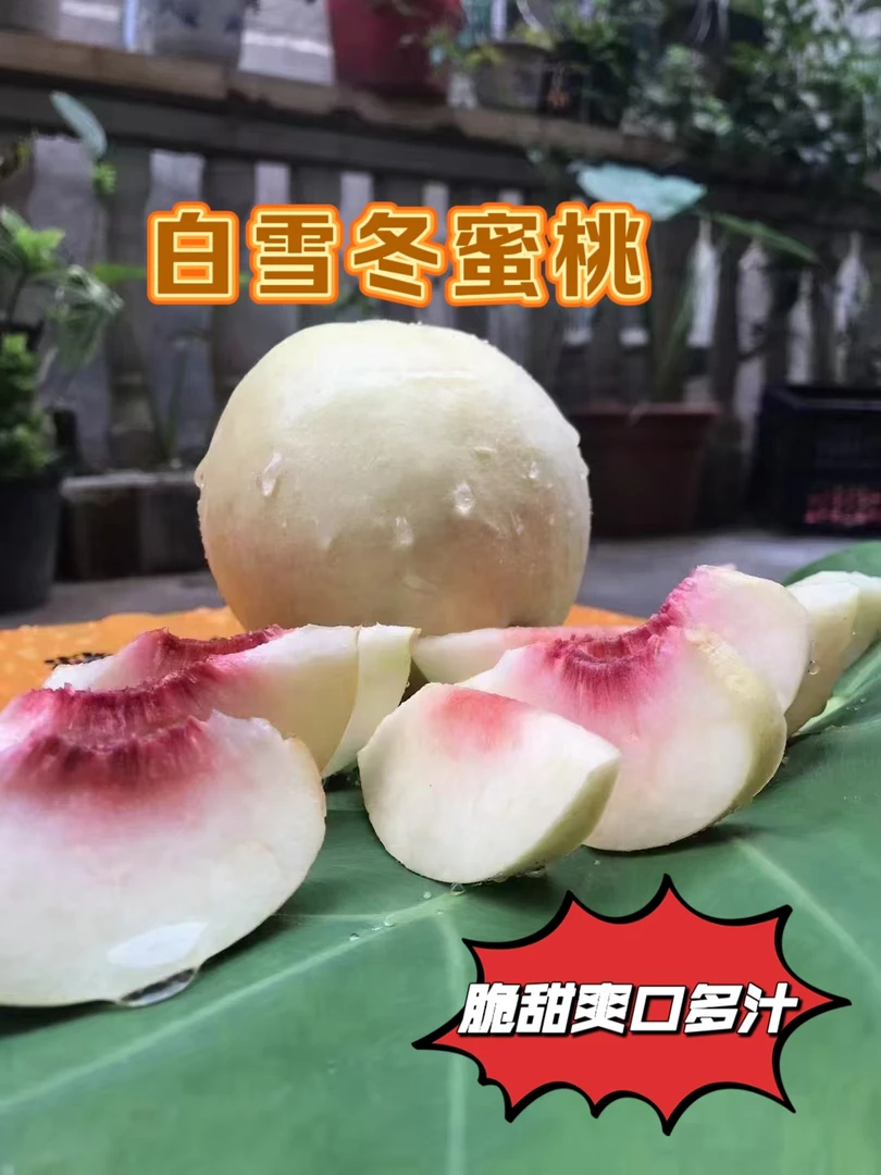 白雪冬蜜桃脆甜多汁生长全程套纸袋新鲜采摘宝宝孕妇老人雪桃冬桃