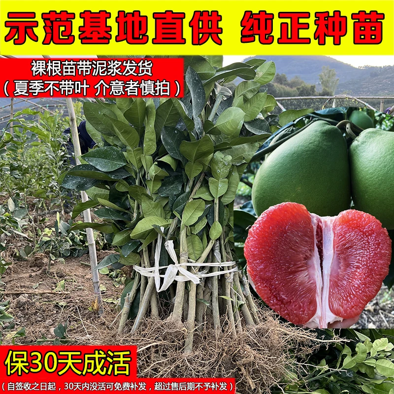 【家庭必种】正宗红宝石青柚苗果树苗嫁接苗红柚庭院盆栽绿植春季