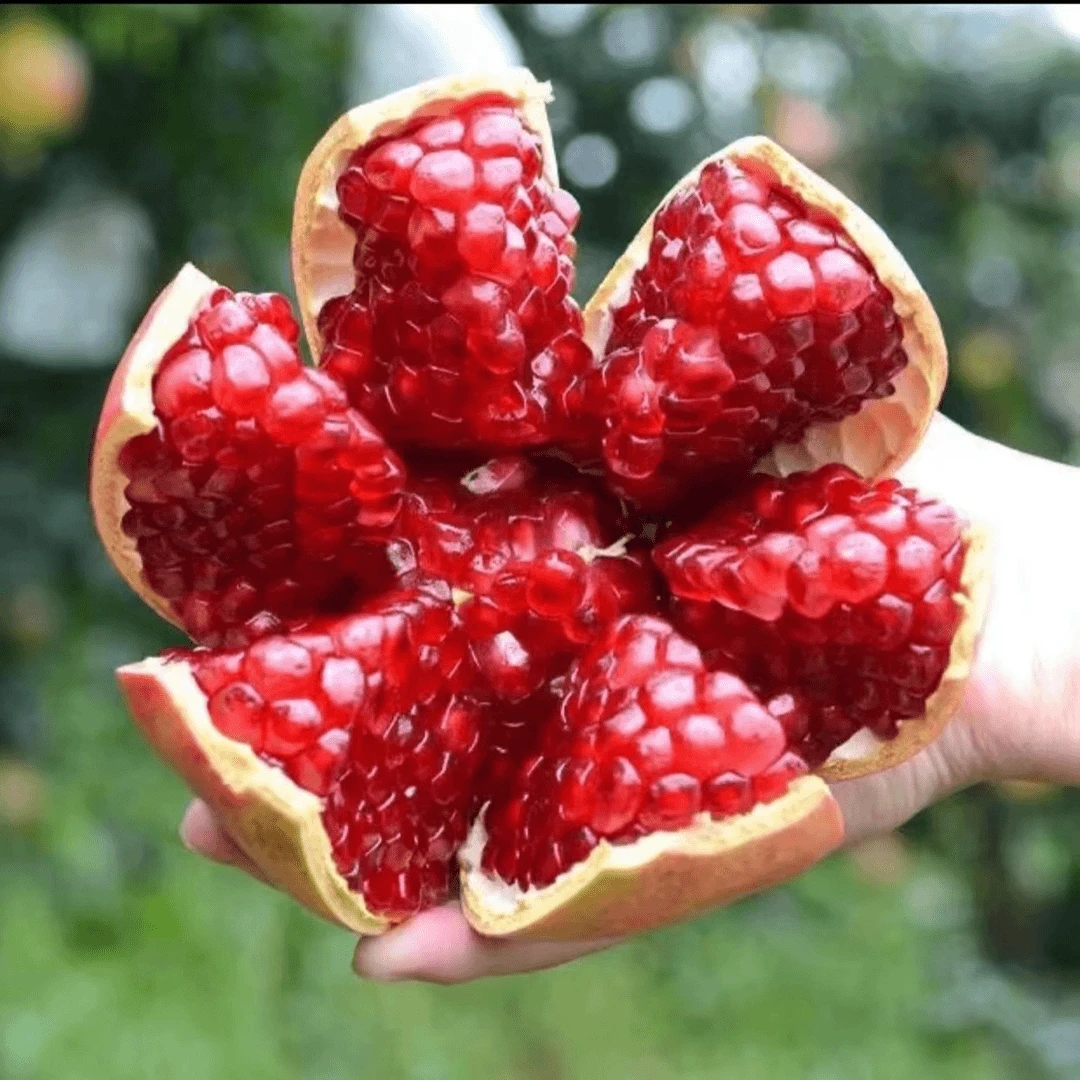 【专属】新鲜软籽石榴不用吐籽现摘现发农产品水果带箱5斤
