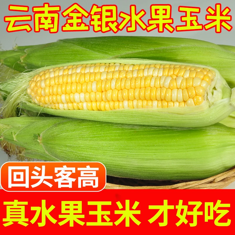 【批发】云南现摘金银水果甜玉米1/3/5/8斤水果玉米甜脆可生吃