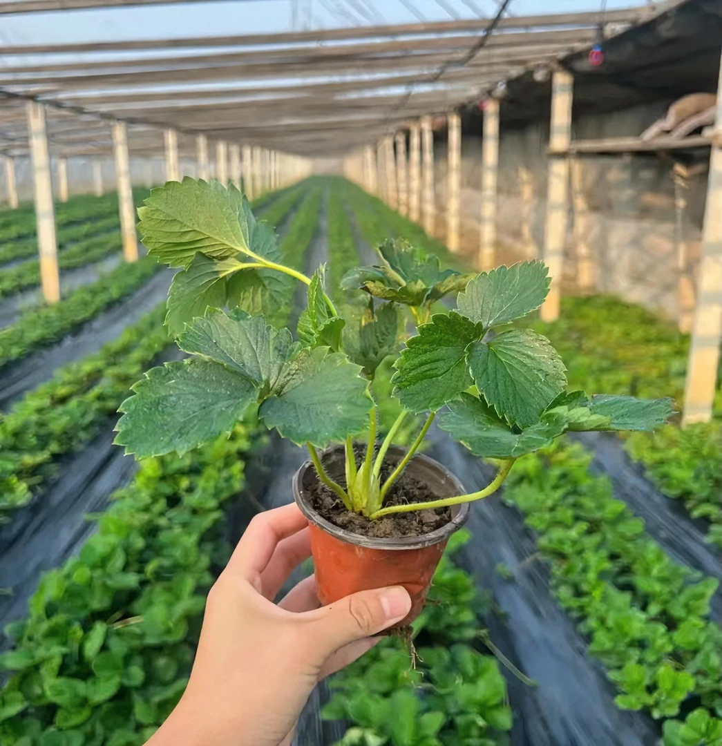 精选双色杯原盆原土阳奶油草莓苗生长种植基地当年结果四季易活苗
