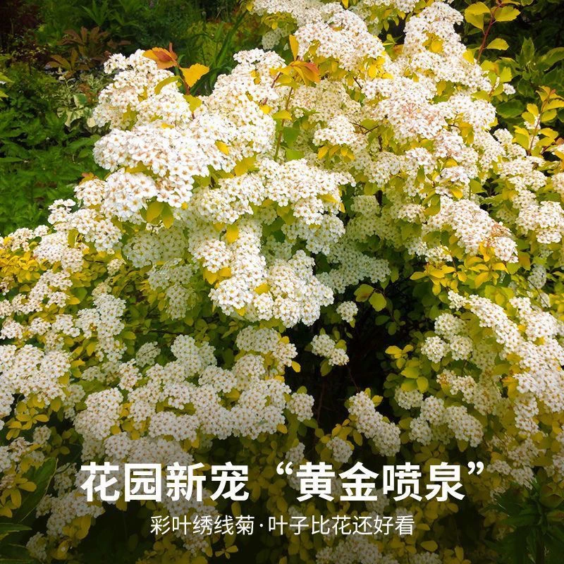 黄金鲜花喷泉绣线菊花园粉霜小手鞠灌木耐寒重瓣绣线菊庭院花卉