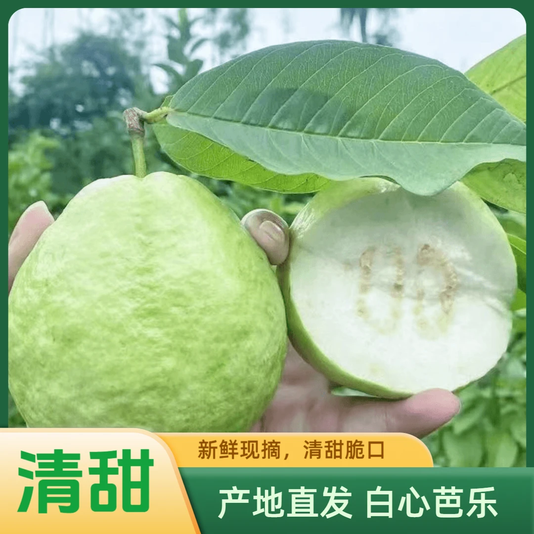 正宗广西番石榴白心芭乐5斤产地直发新鲜果鲜果清脆香甜生鲜水果