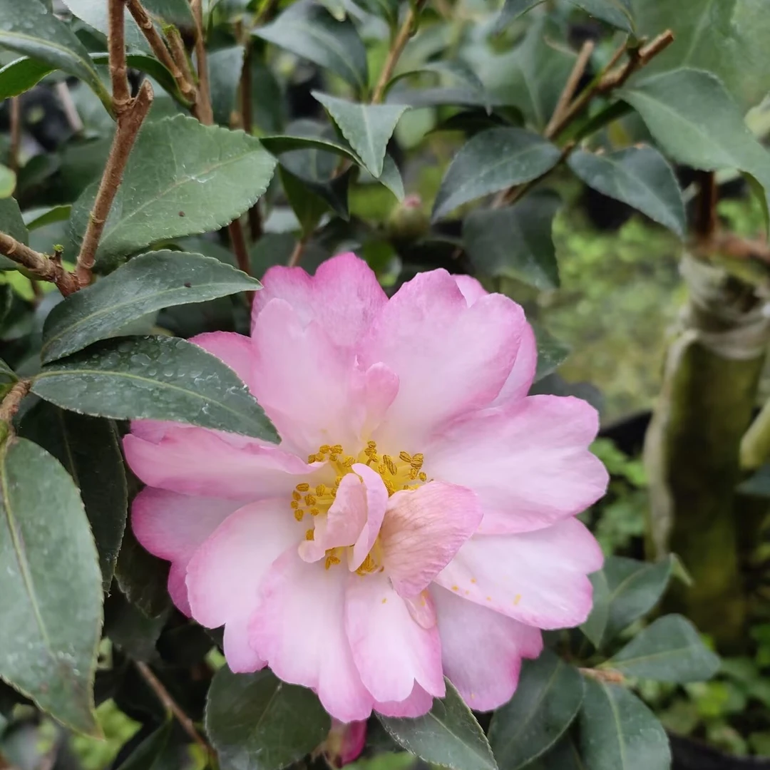 日本香茶梅粉色山茶花树苗盆栽植物室内外观赏花卉耐寒好养活