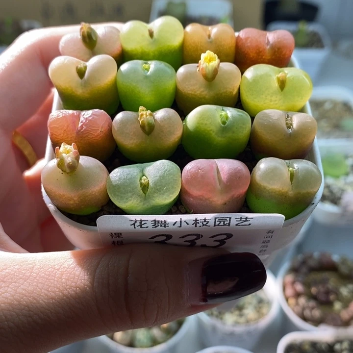 333毛11111111111111