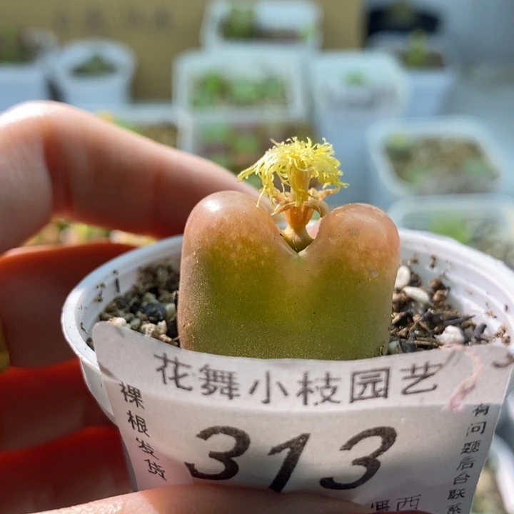 313毛111111111111111