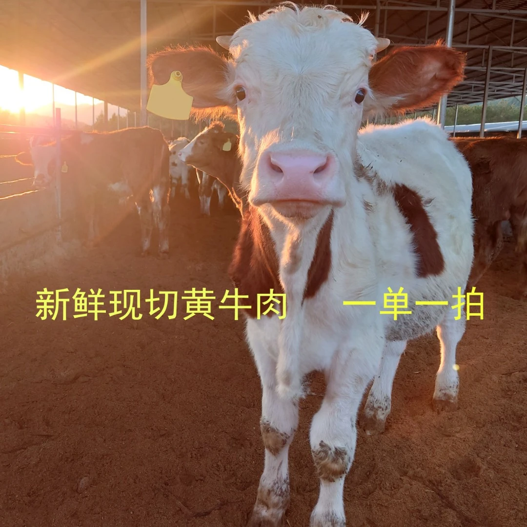 【牛肉套餐】 新鲜现切黄牛肉 现场称重、现场搭配 冷链发货