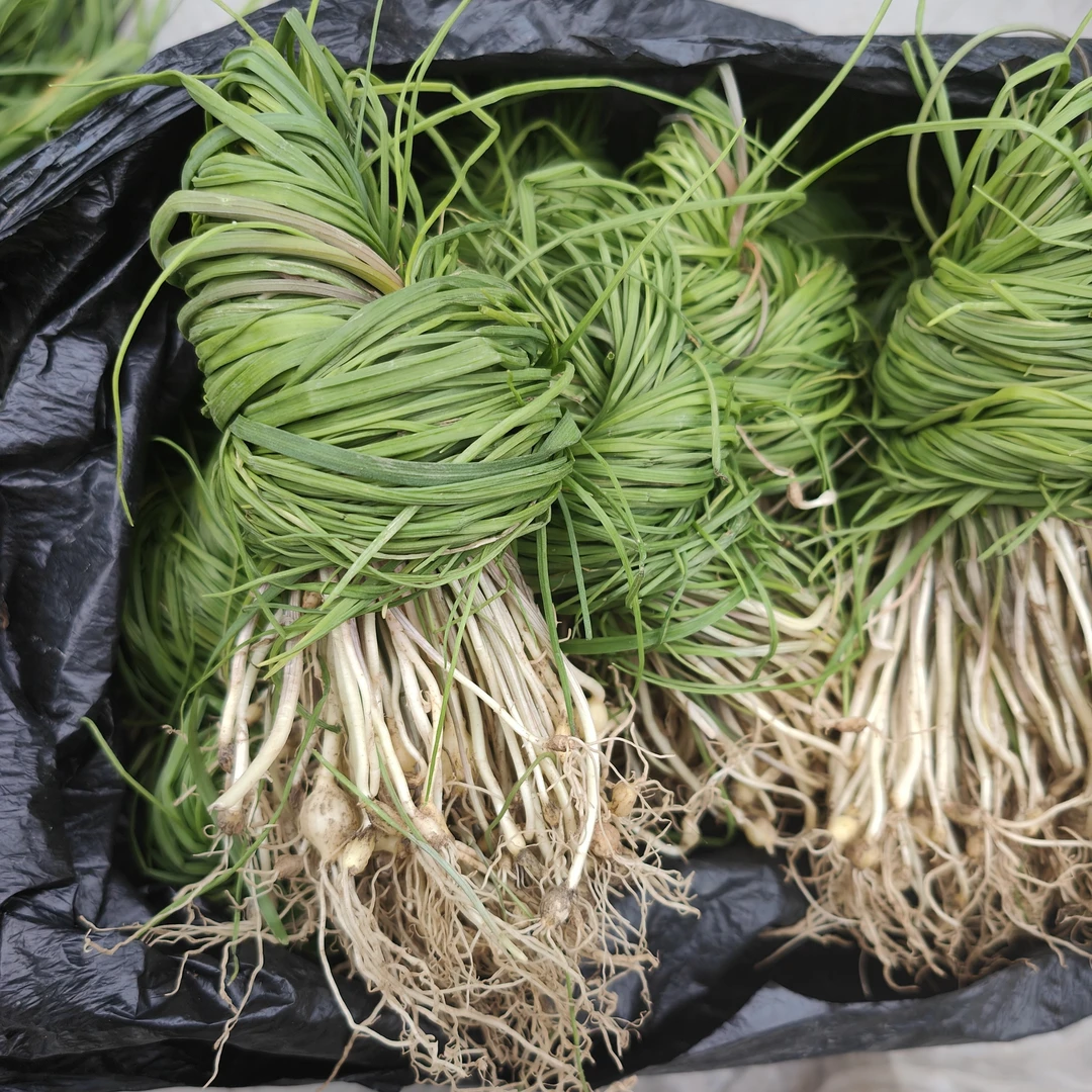 湘西赶集山货土特产湖南野葱（野葱3把）