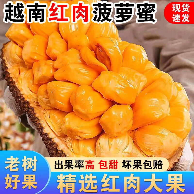 正宗越南菠萝蜜树上熟纯A果