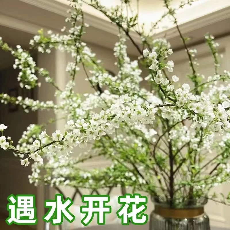 鲜枝雪柳 粗枝 中枝雪柳 云南昆明雪柳鲜花一扎带芽发货 直发包邮