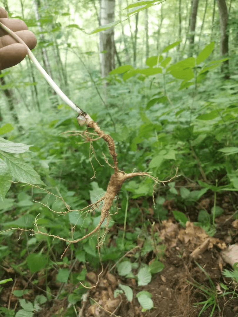 长白山新鲜采挖山参现货~实物直播间截图
