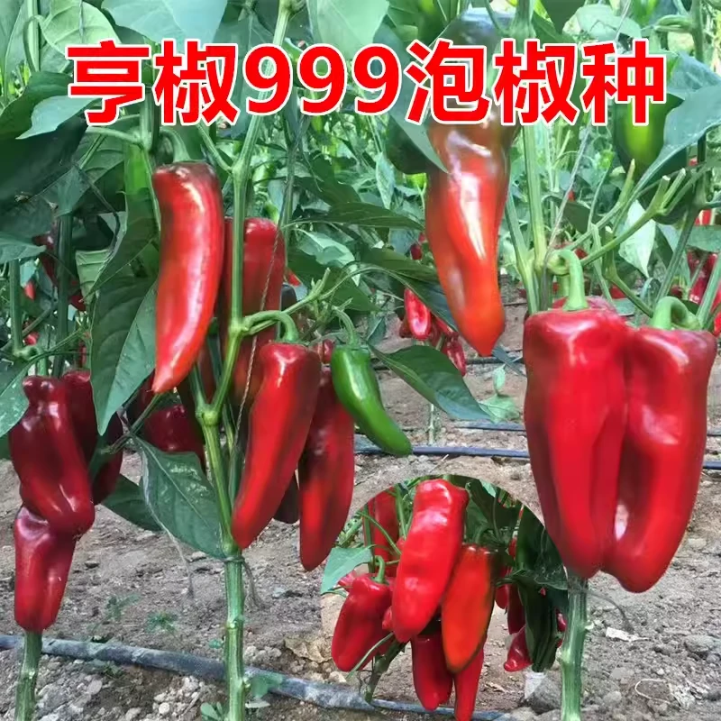 亨椒999泡椒种子 鲜红辣椒种苗 早熟高产 牛角形青红两用辣椒种