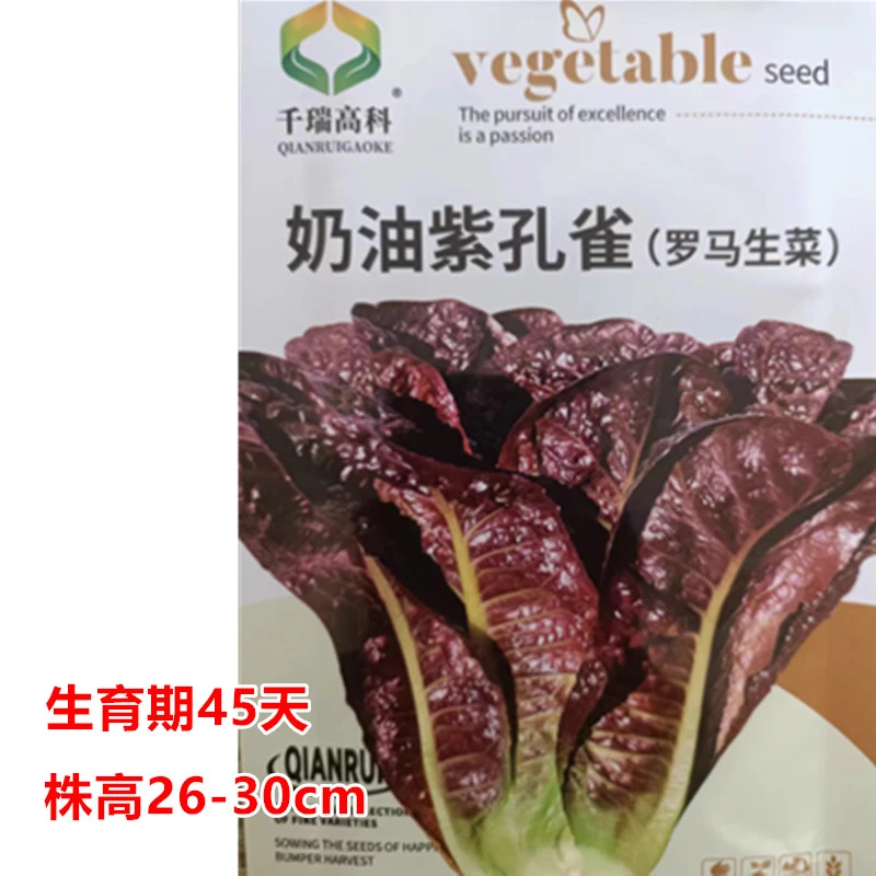 奶油紫孔雀菜种子紫罗马生菜种四季种高钙营养耐热早熟蔬菜种籽