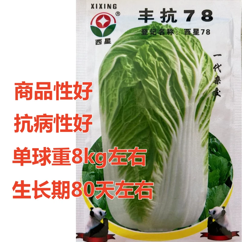 白菜种子火锅菜丰抗78白菜种子矮帮四季种植蔬菜种孑抗病强风味优