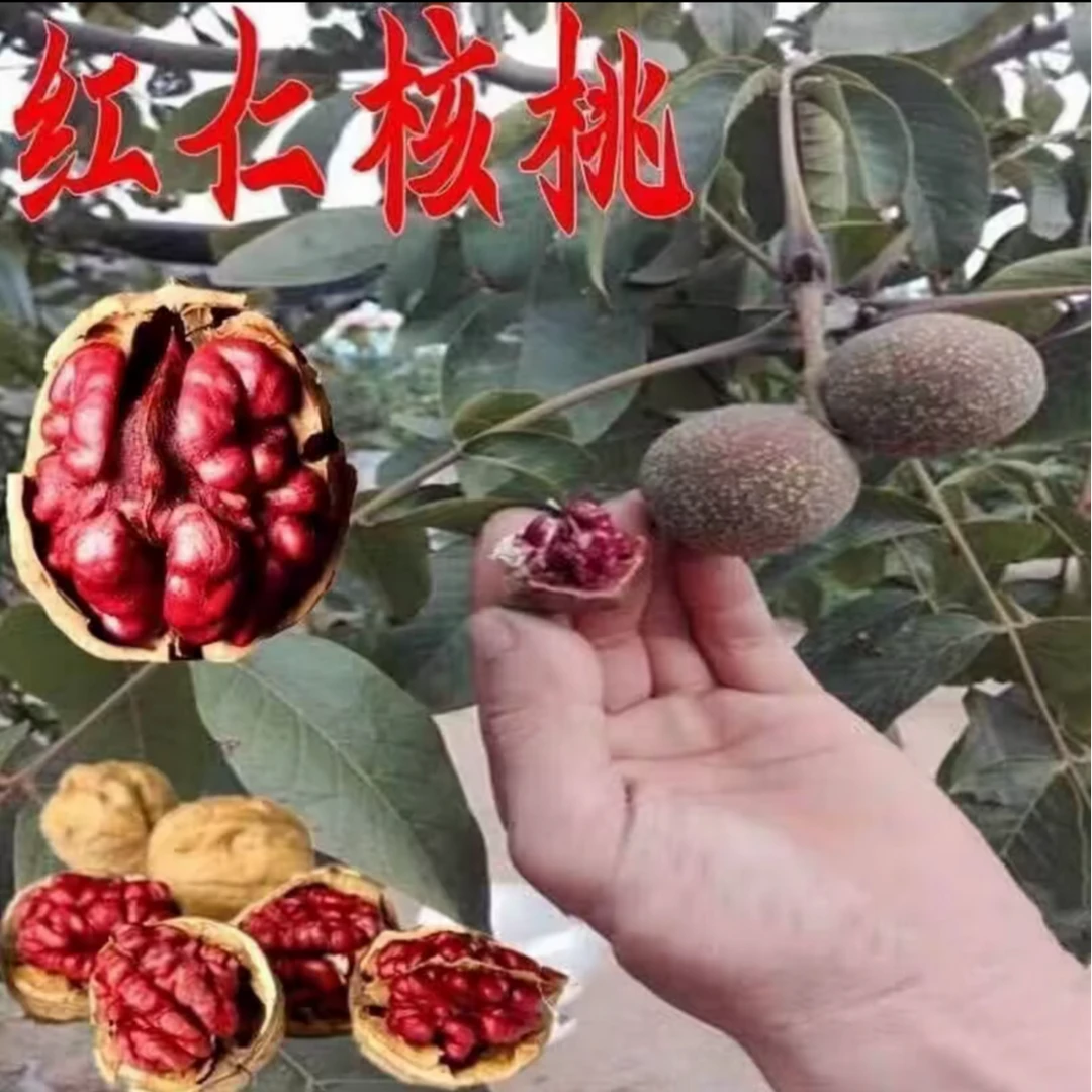新品种纸皮红瓤核桃苗嫁接苗薄皮红仁核桃苗南北方种植裸根苗