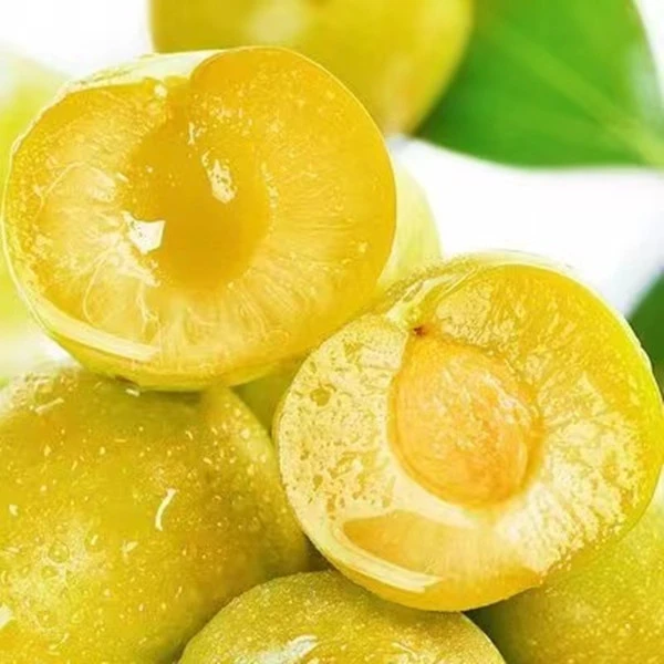 正宗李子苗-盆栽地栽南北方都可以种植