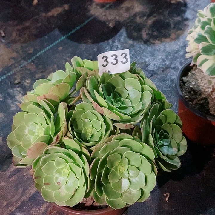 万圣节333多肉1111