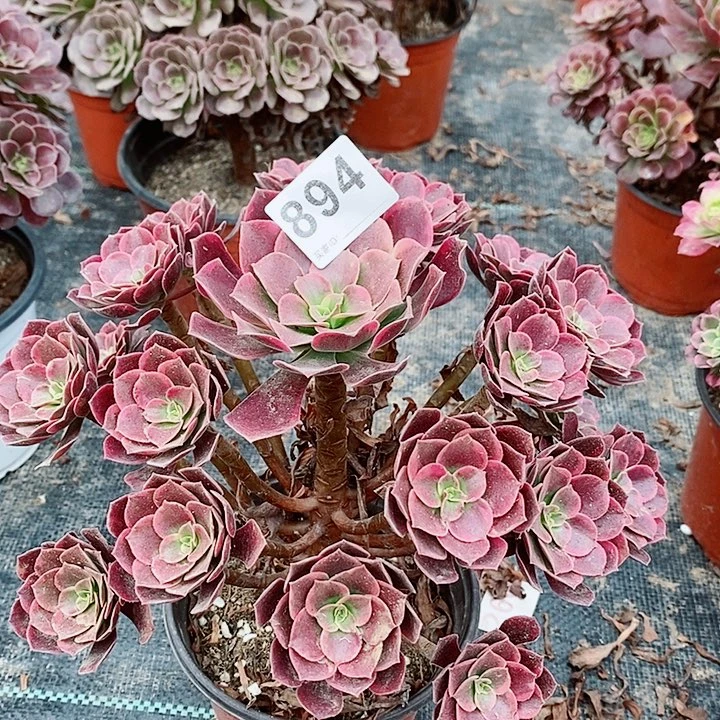 金丝鹊894多肉11111