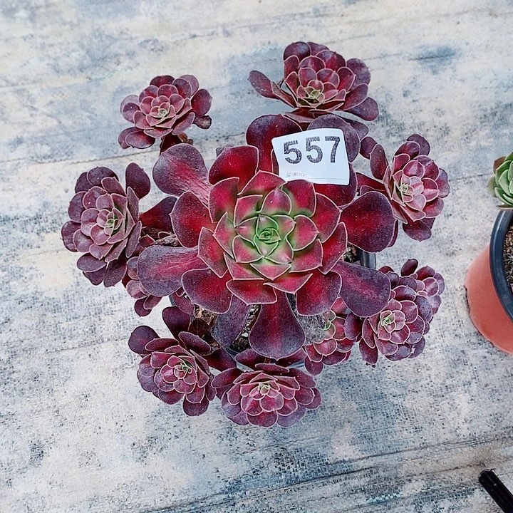 花纳557多肉1111