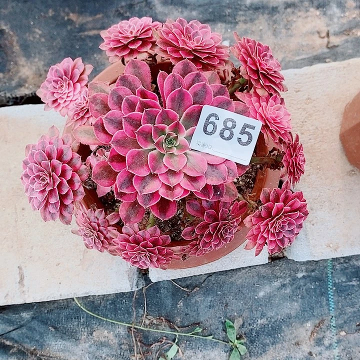 黑铜白685多肉1111