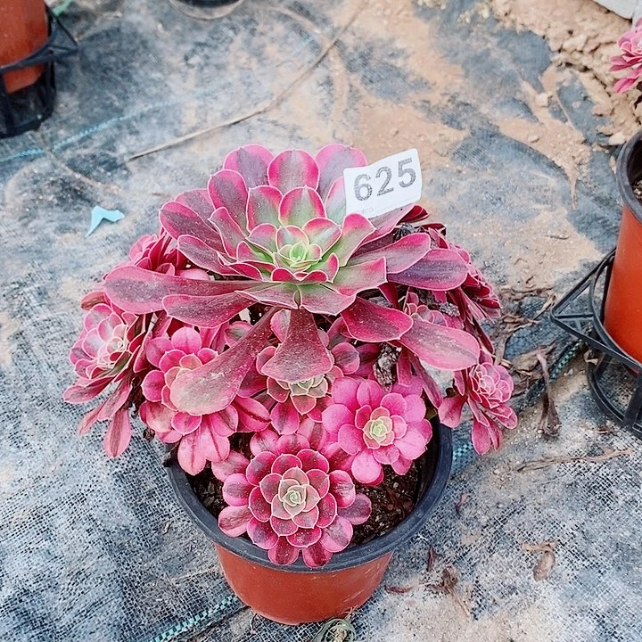 美杜莎625多肉1111