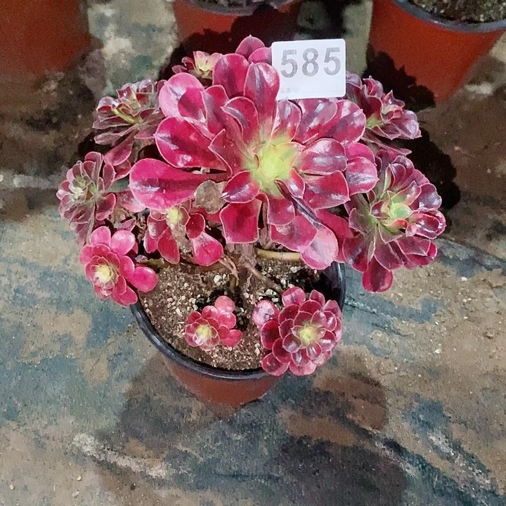 为**醉美杜莎585多肉1111