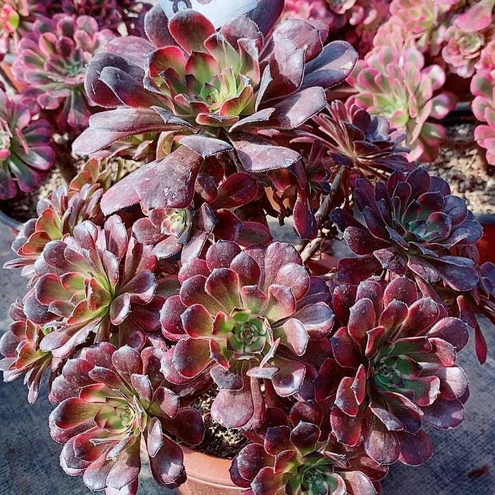 红金刚839有老伤口